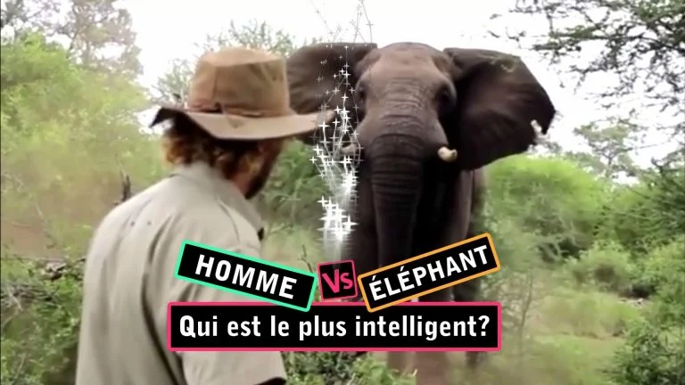 elephant vs homme