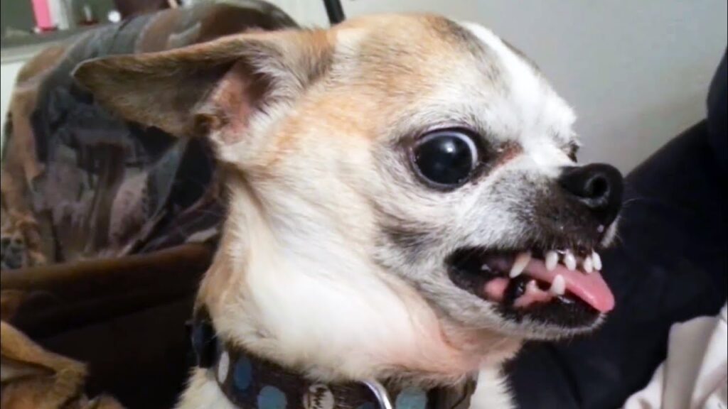 chiens dangereux chiens dangereux