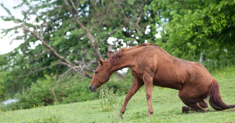 1599486901 animaux mutiles belg