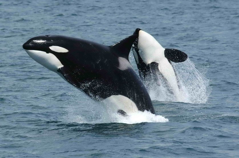 838 killerwhales jumping