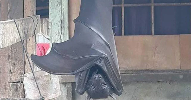 chauve souris geante renard volant des philippines