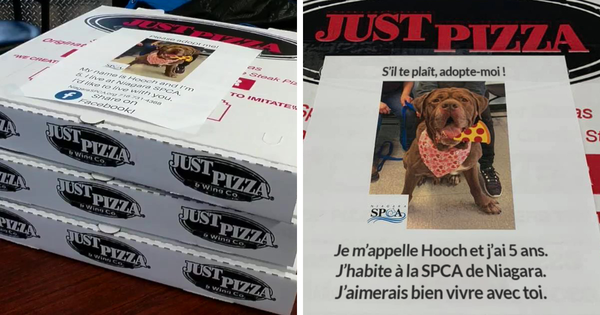 pizzeria affiches adoption animaux just pizza