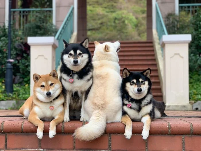 shiba 4 shiba 4