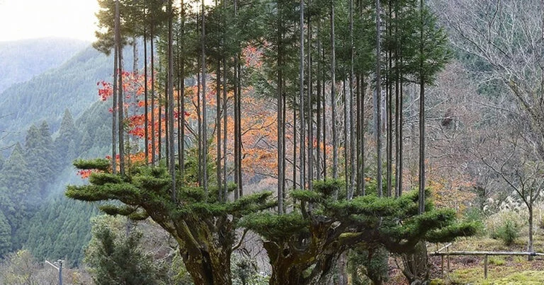 technique japonaise produire bois sans couper arbres daisugi 01
