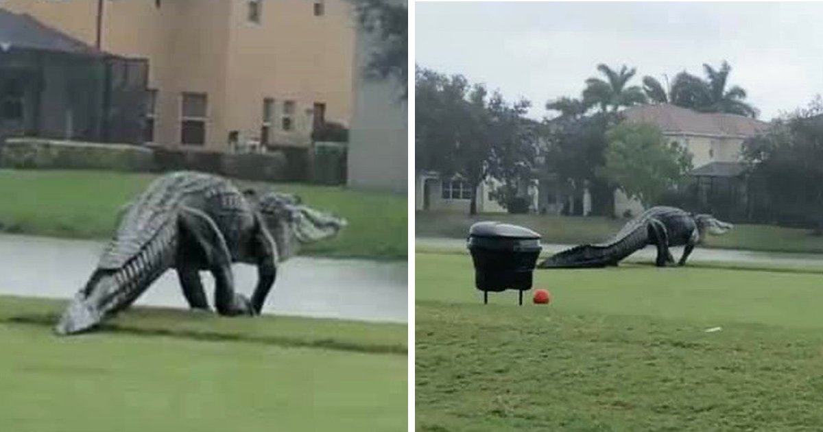 enorme alligator traverse terrain de golf floride