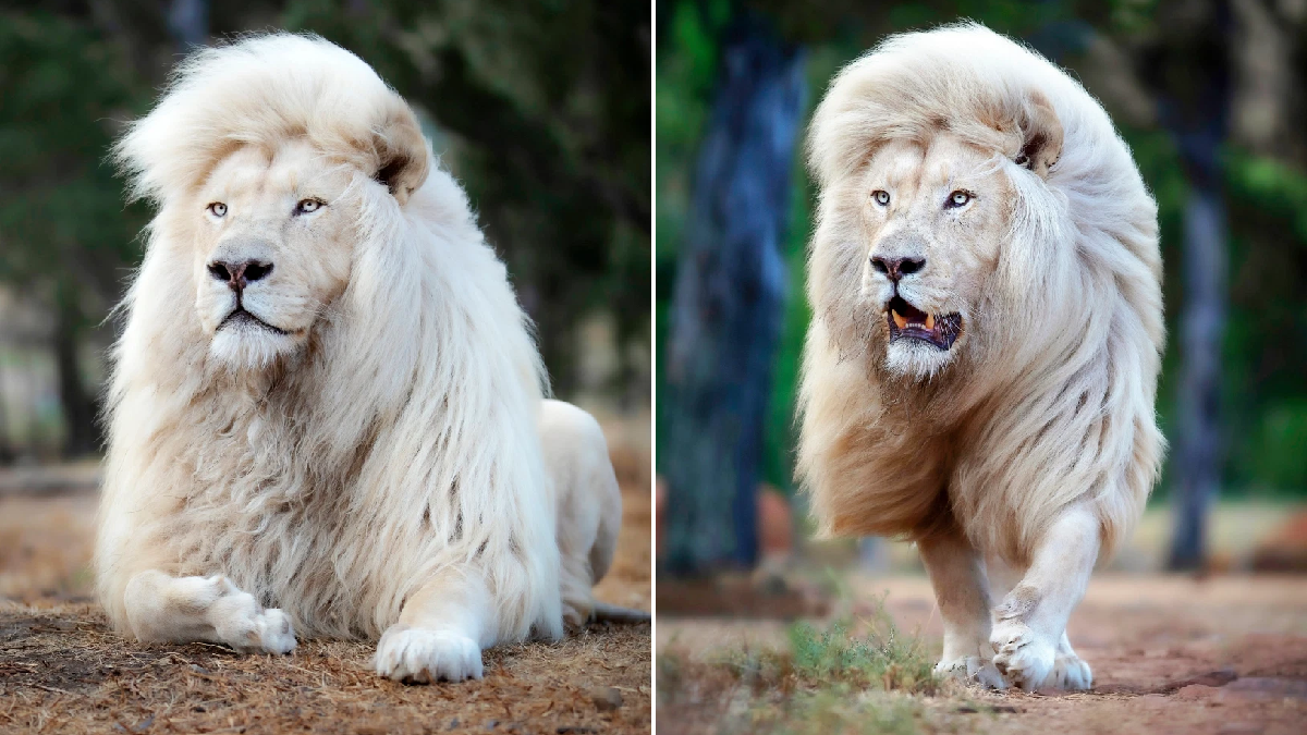 new white lion comp