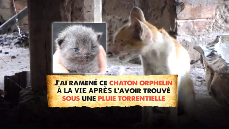 Chaton sauvetage