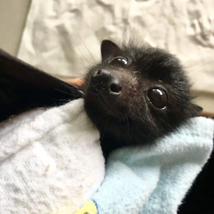 cute adorable bats 1 29 5ebbc20e424af  700