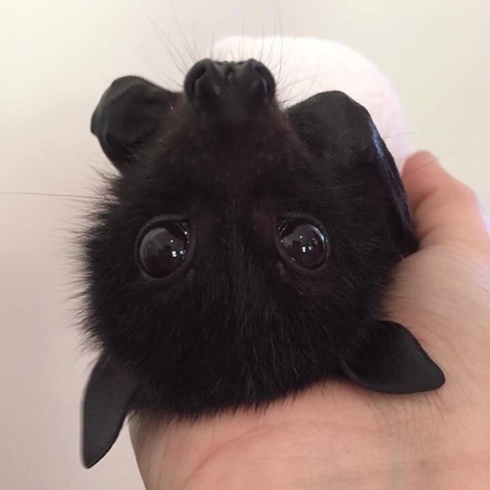 cute adorable bats 1 54 5ebbc24227c95 700