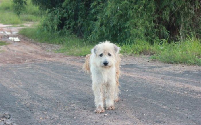 Apres 4 ans dattente a lendroit ou il setait perdu ce chien retrouve enfin sa famille. chien