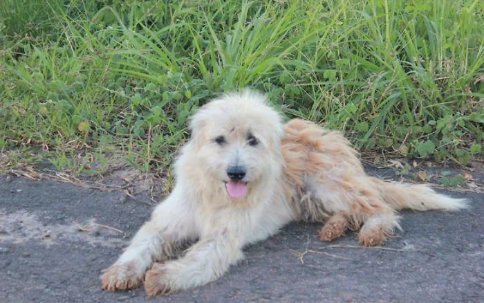 chien perdu