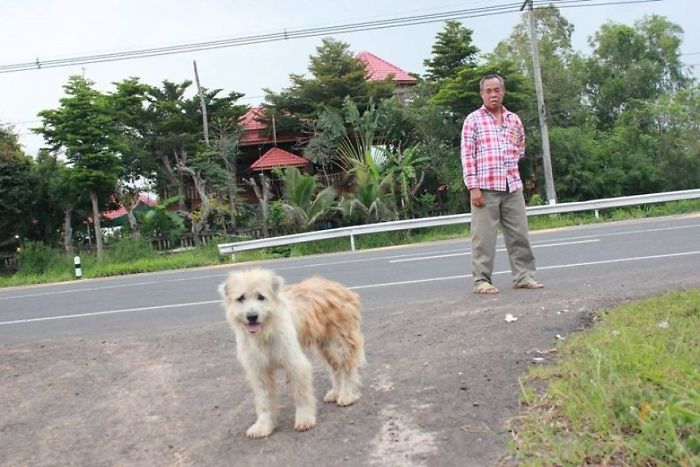 Apres 4 ans dattente a lendroit ou il setait perdu ce chien retrouve enfin sa famille8 chien