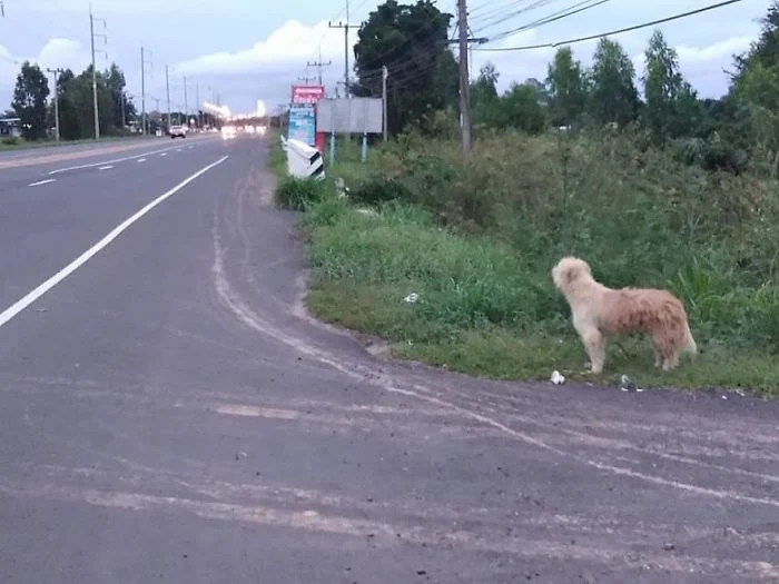 Apres 4 ans dattente a lendroit ou il setait perdu ce chien retrouve enfin sa famille9