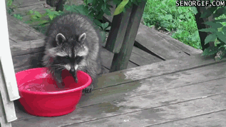 raccoon washing its hands