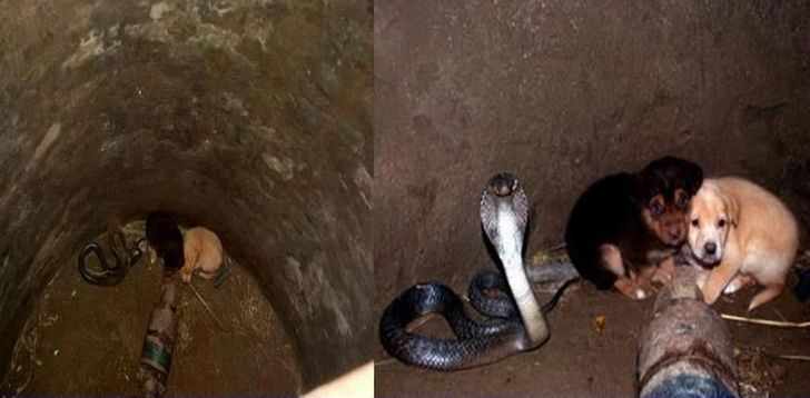 2 chiots sont tombés dans un puits où se trouvait un cobra. Et quelque chose d'incroyable est arrivée