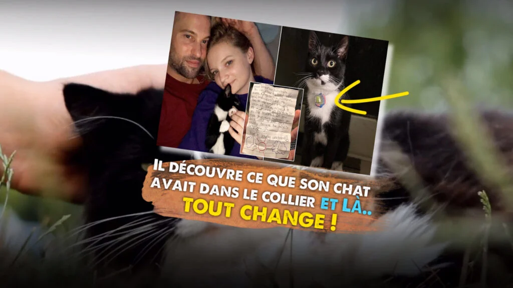 Cat letter Cat letter