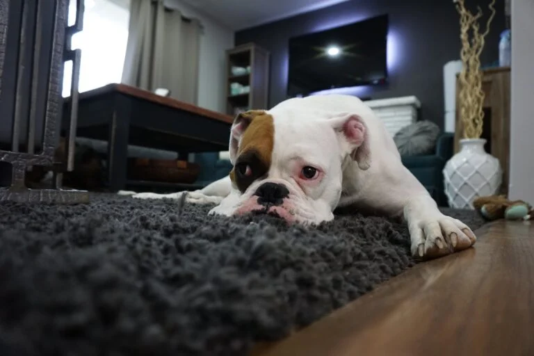 tapis