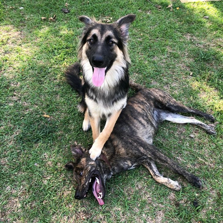 Ces chiens ont essaye detre de gentils garcons mais ils ont echoue de facon spectaculaire 7