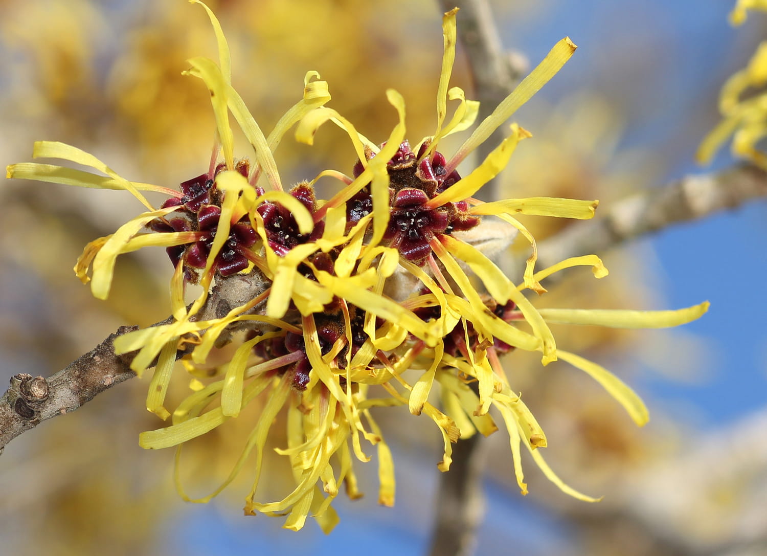 hamamelis