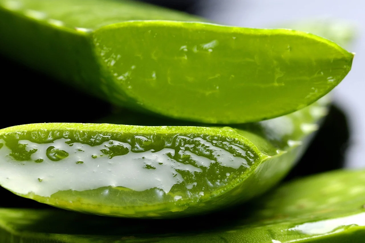 aloe vera visage