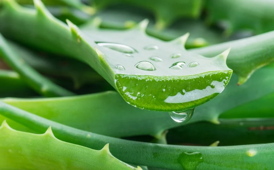 Aloe Vera éliminer les taches brunes 