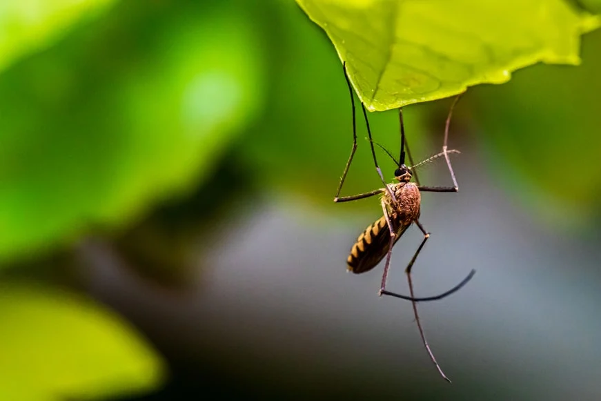 pourquoi moustiques attaquent certaines personnes 