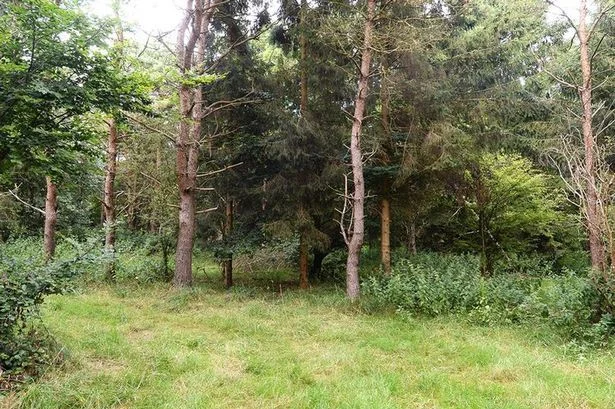 détails énigme visuelle 6 soldats dissimulés dans la forêt
