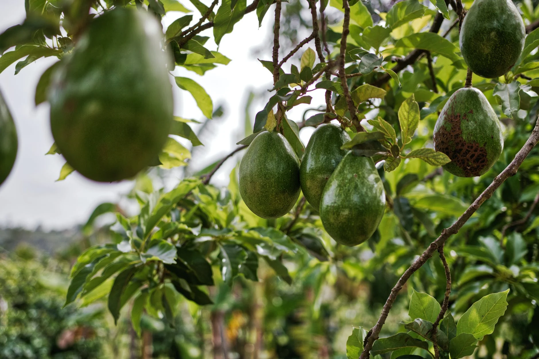 les avocats 