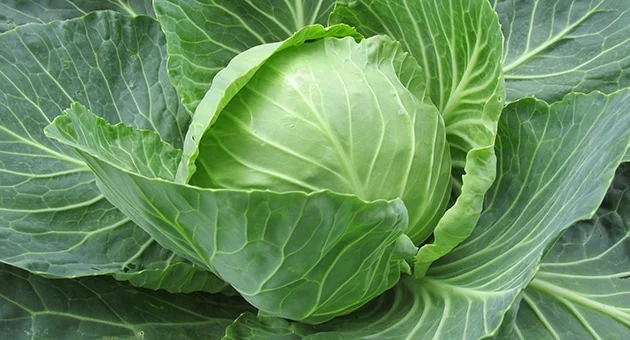 feuilles de chou contre les mastites 