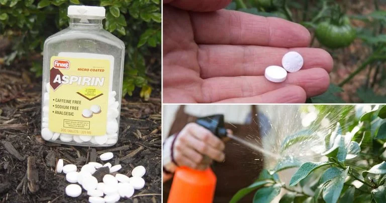 aspirine dans le jardin