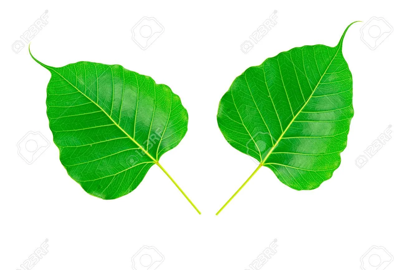 Feuille de peepal portefeuille