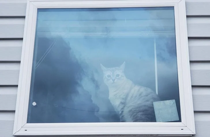 Nous parions que vous ne parviendrez pas à trouver tous les animaux et objets sur ces photos Trouvez l'objet ou l'animal caché chat