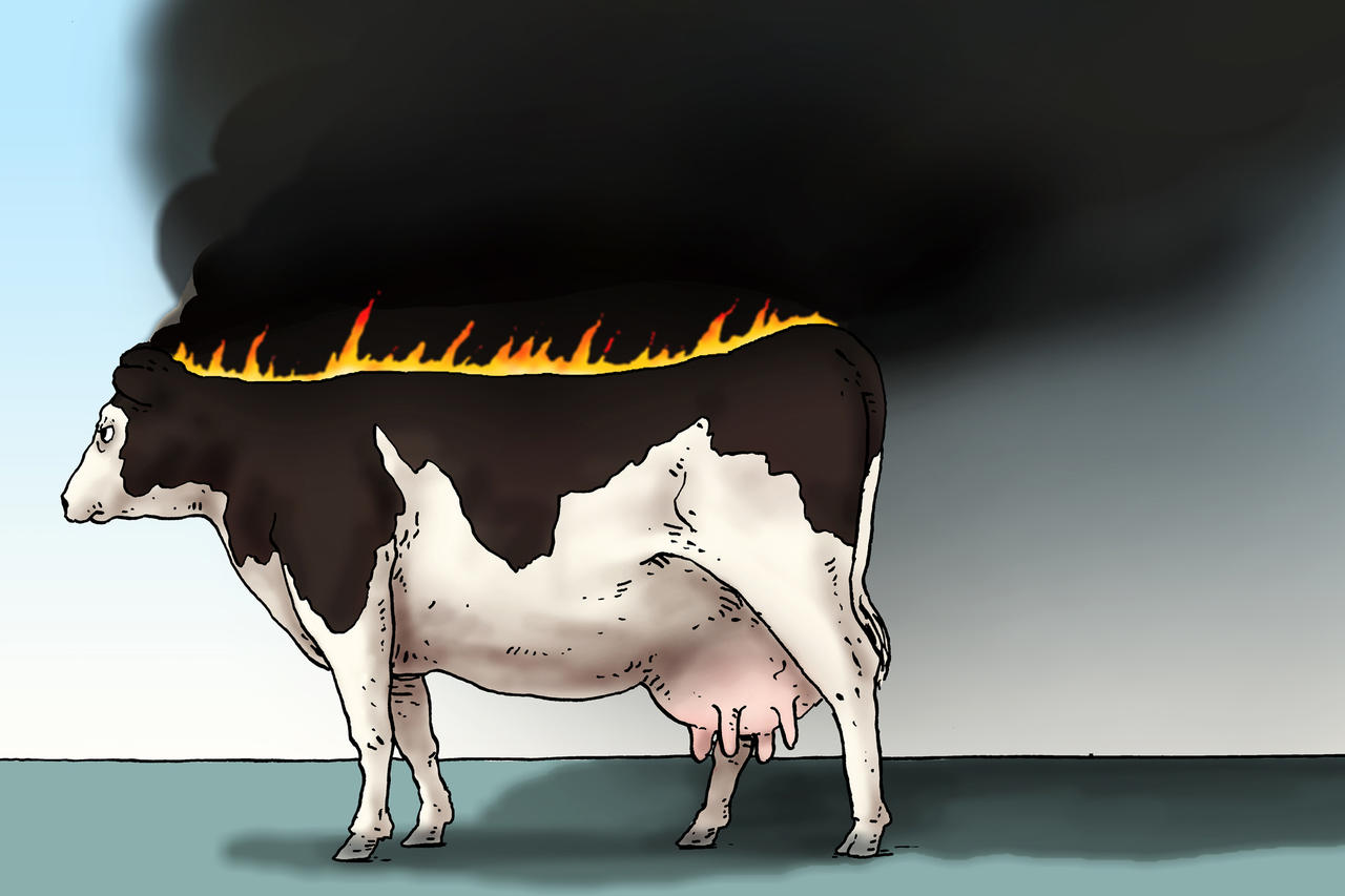 la viande du bœuf le changement climatique 