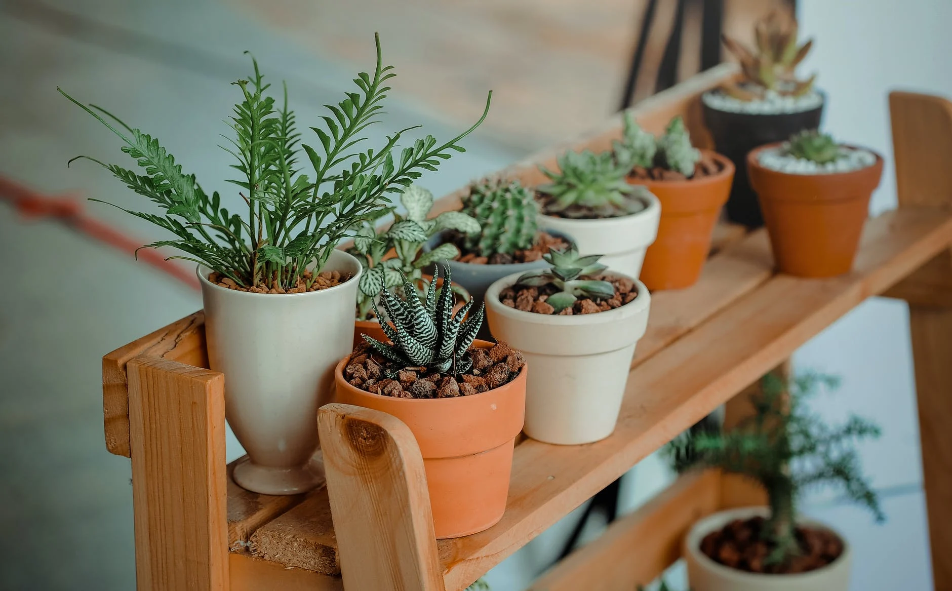 plantes toxiques