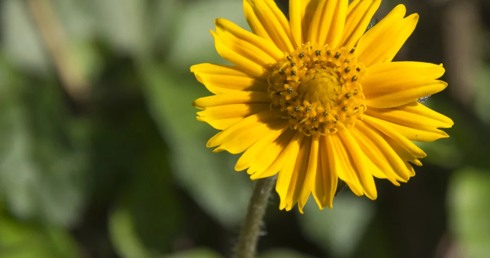 Arnica