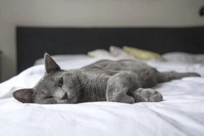 8 conseils pour prévenir les maladies rénales chez les chats chat