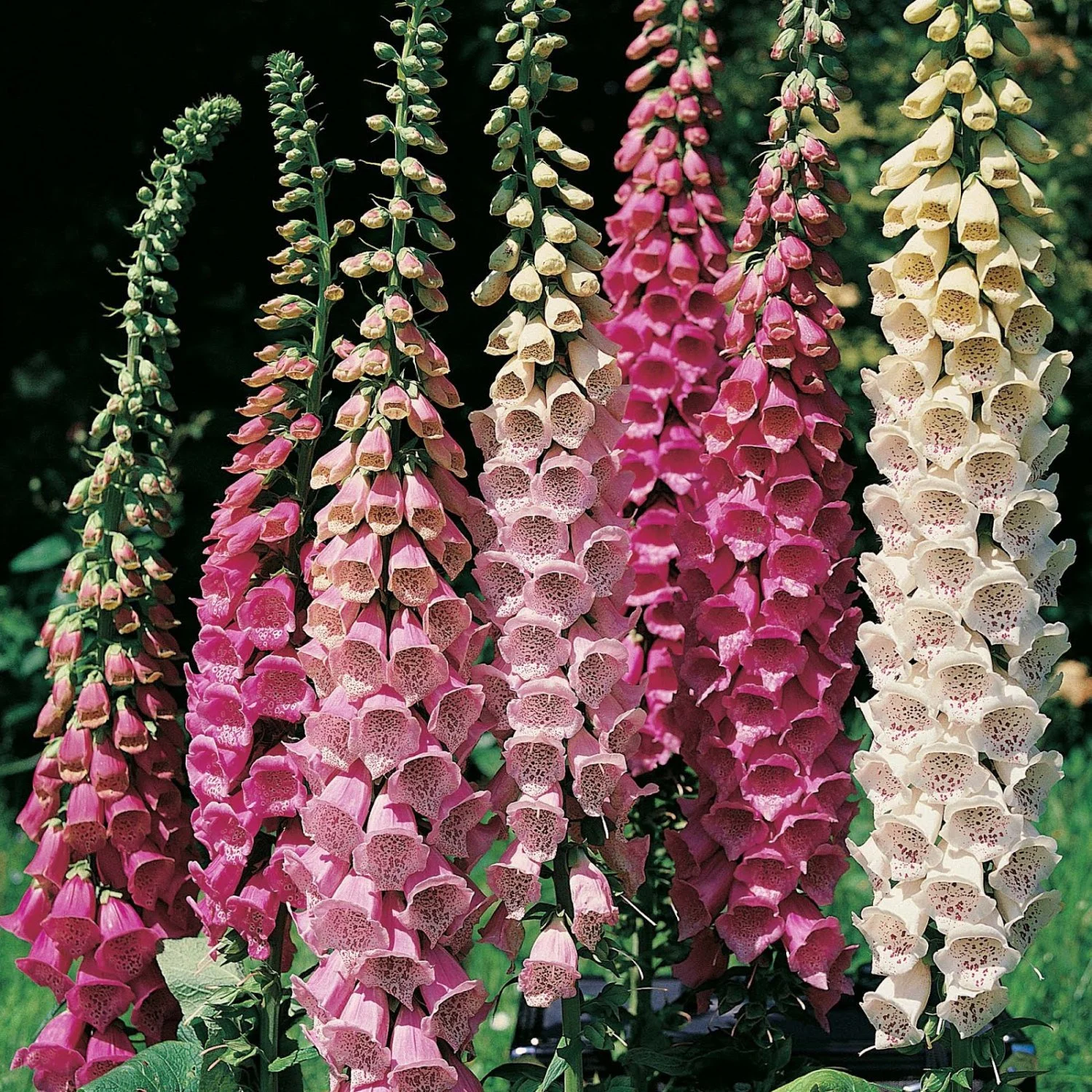 Foxglove