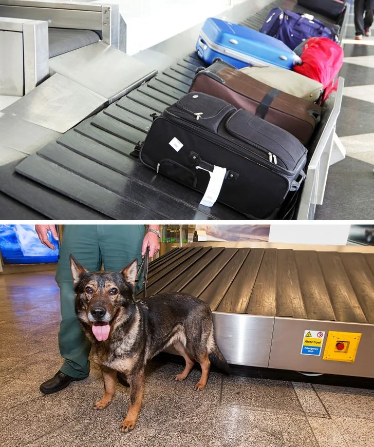 Ils font contrôler nos sacs par des chiens