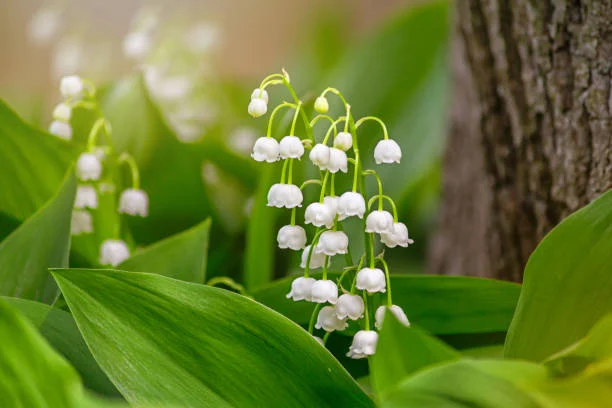 Muguet de la vallée