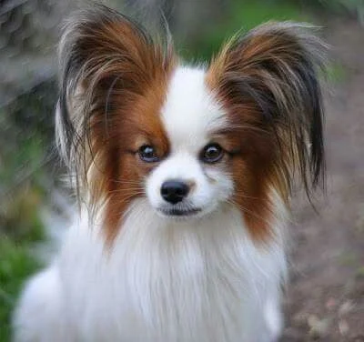 Papillon