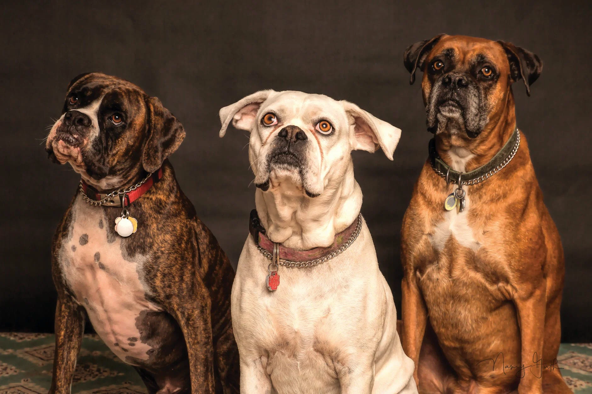 chiens pour les enfants