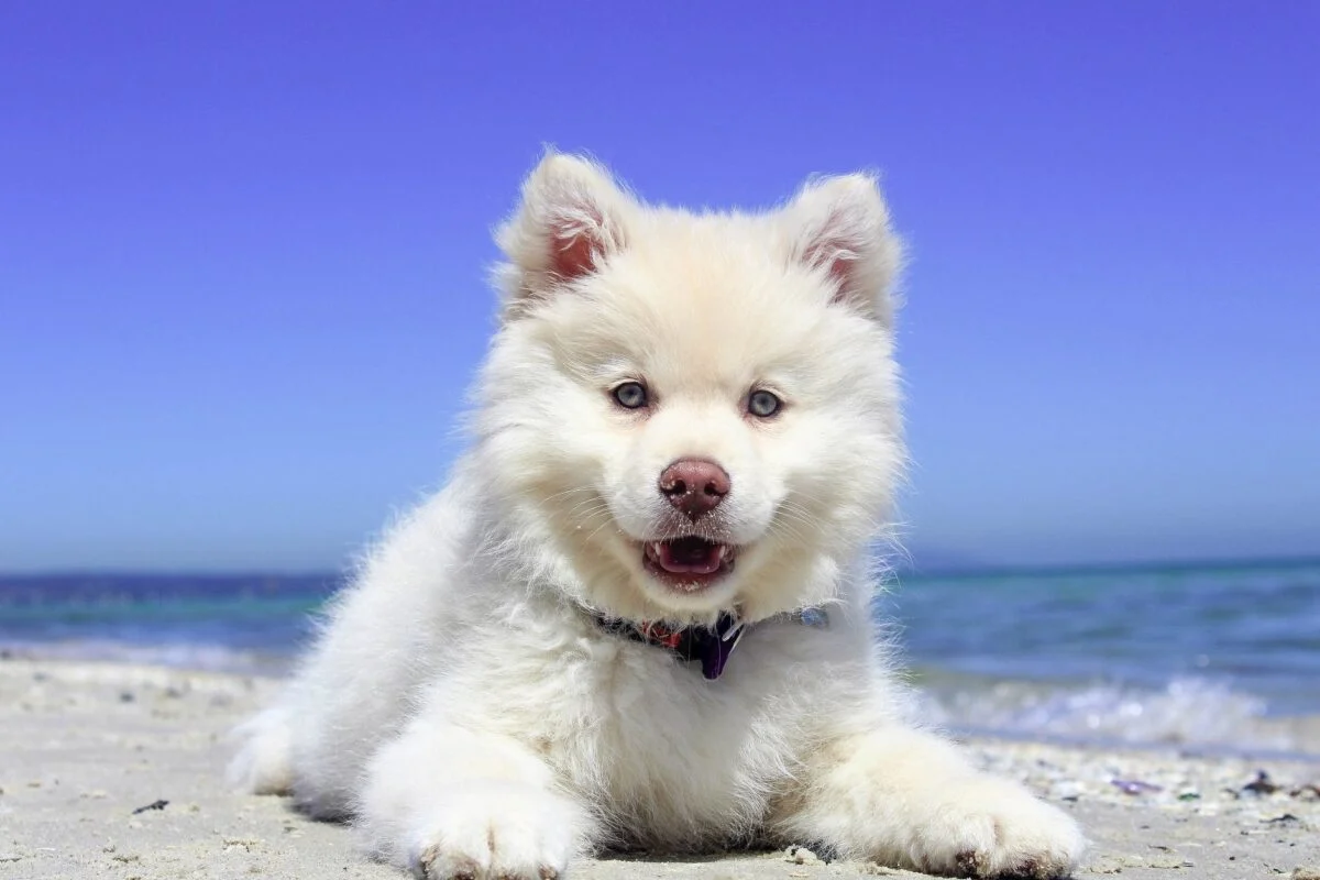 Quelles sont les meilleures races de chiens pour les enfants chien pour famille