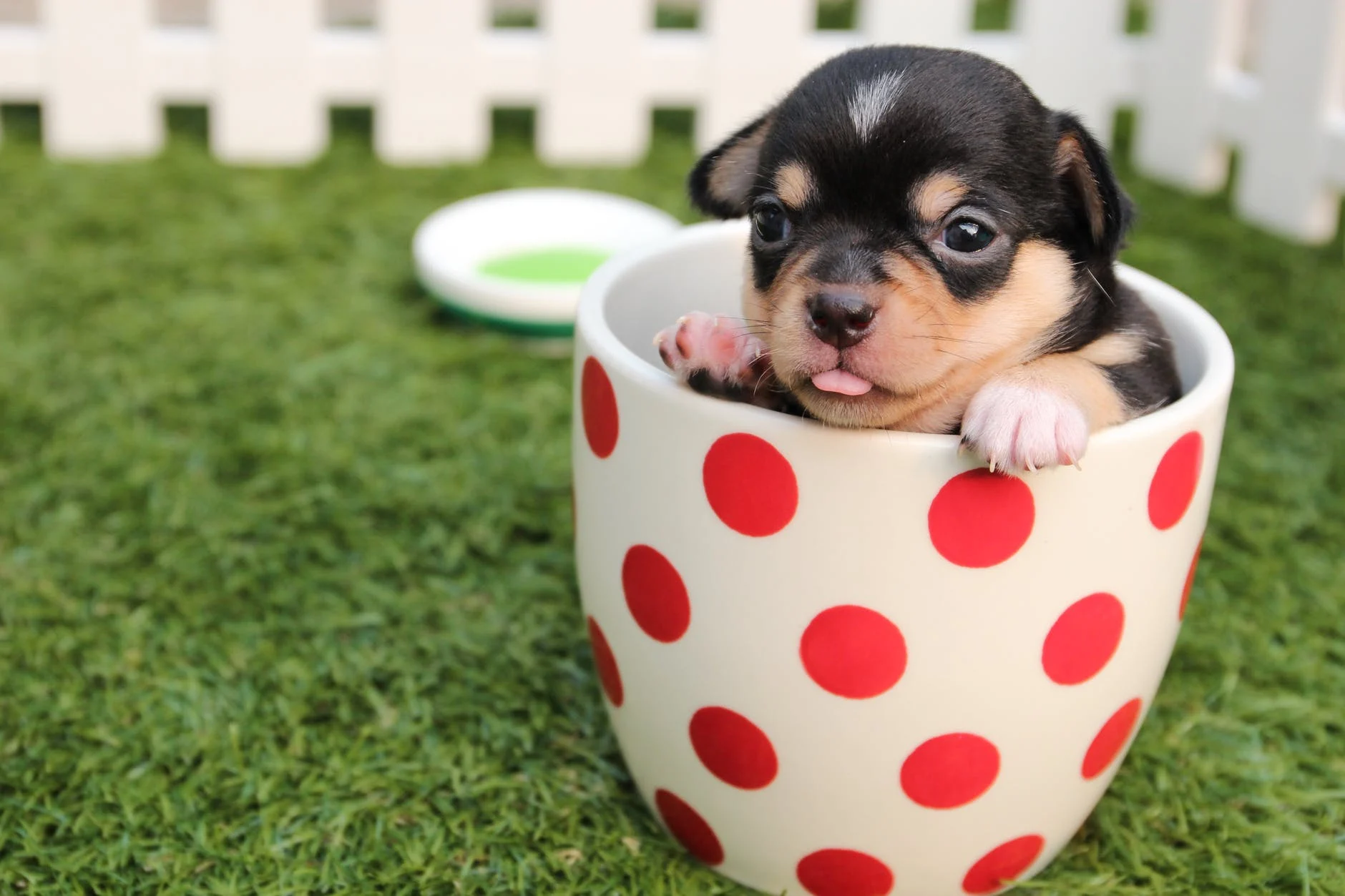 La taille du chien