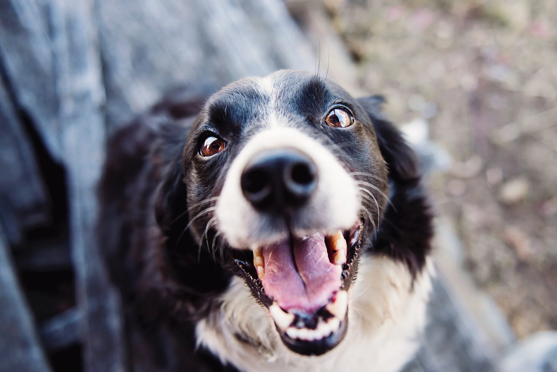 énergie des chiens