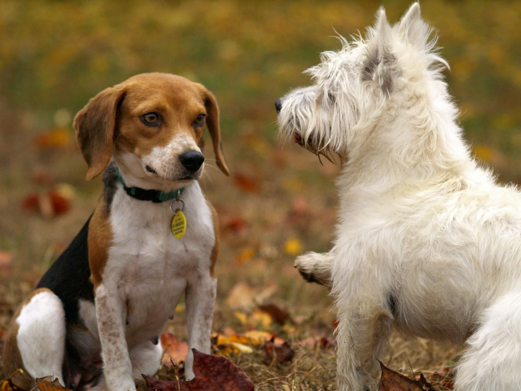 Épagneul Cavalier King Charles