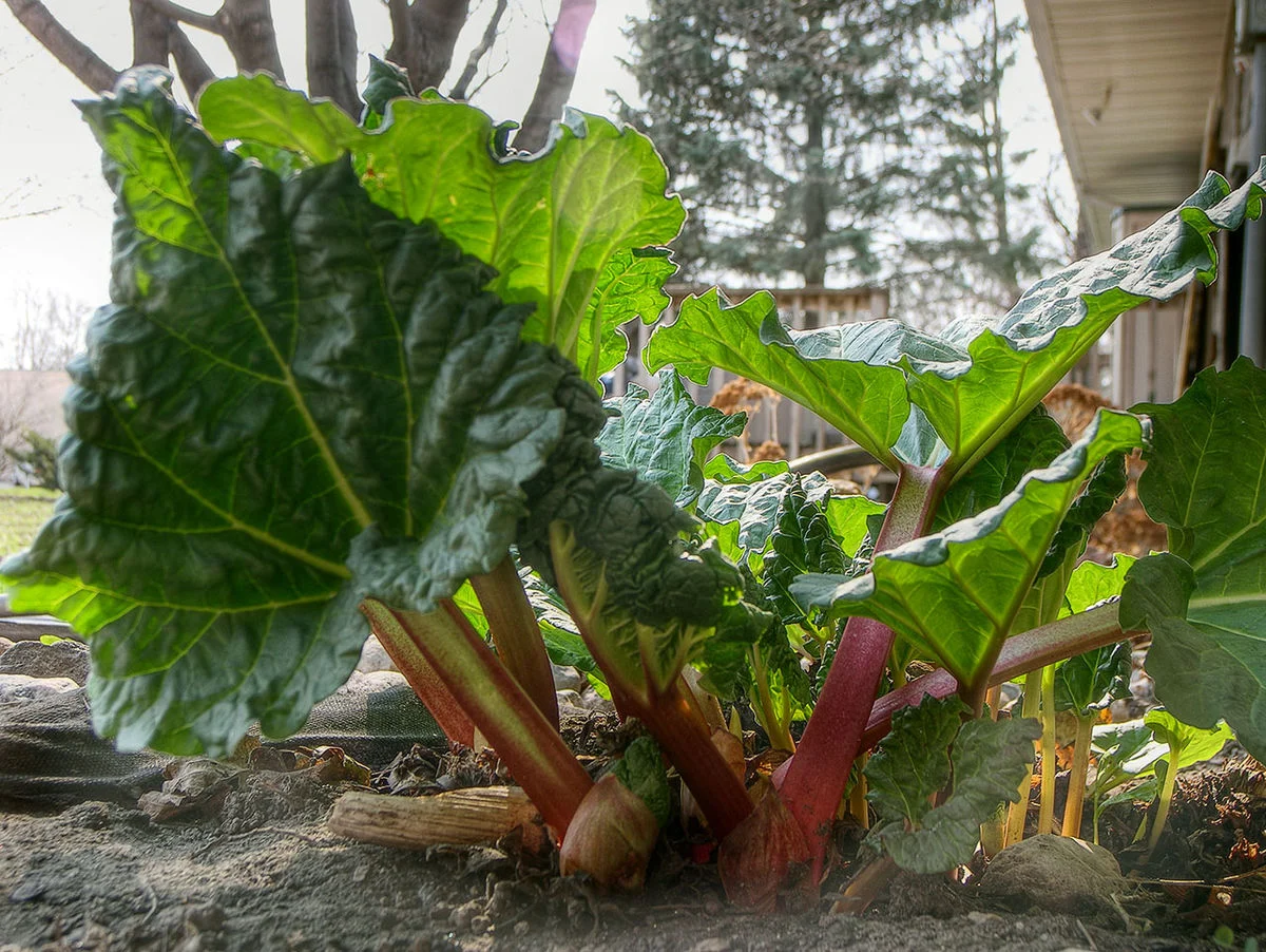 Rhubarbe