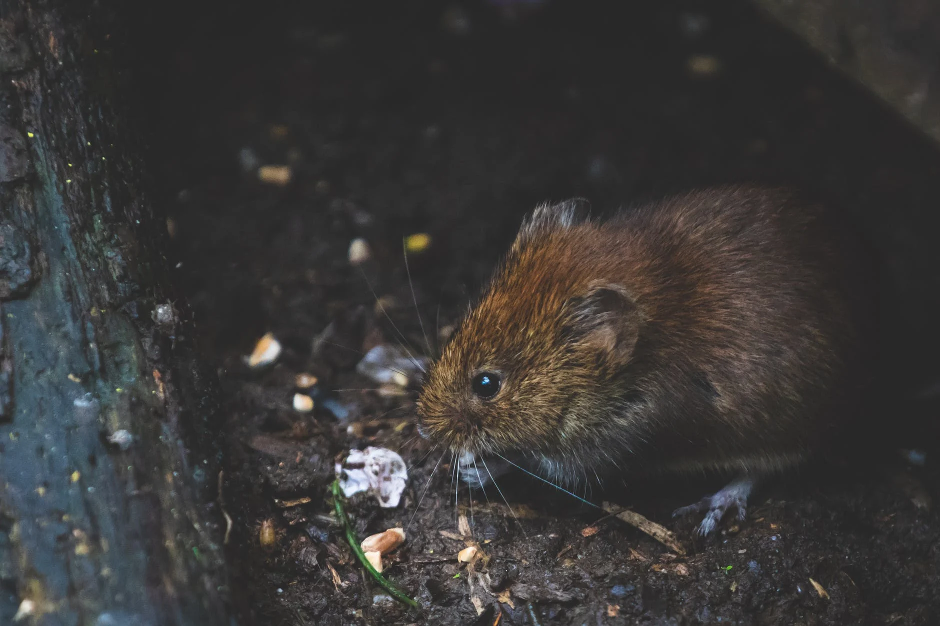  pièges à rats