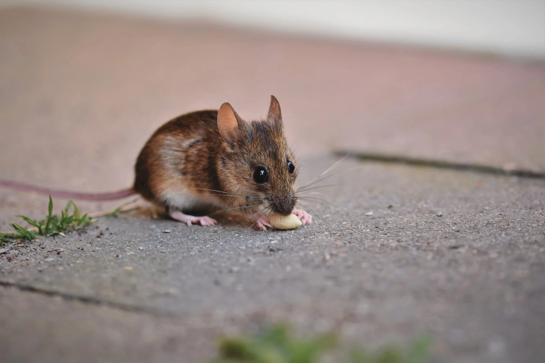 pièges à rats
