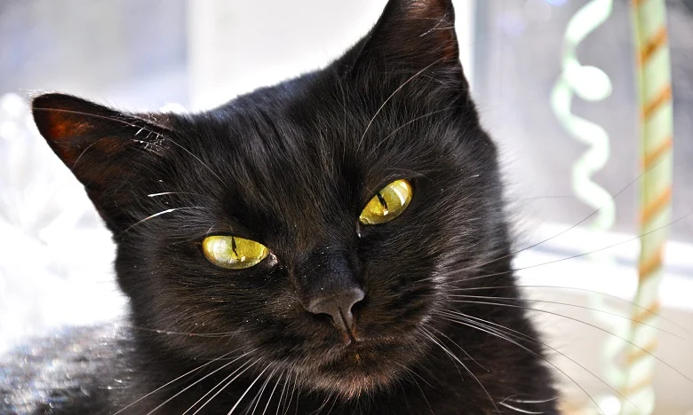 chat noir énigmes