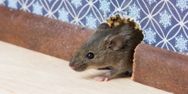 éviter qu’il n’y est une infestation de rats